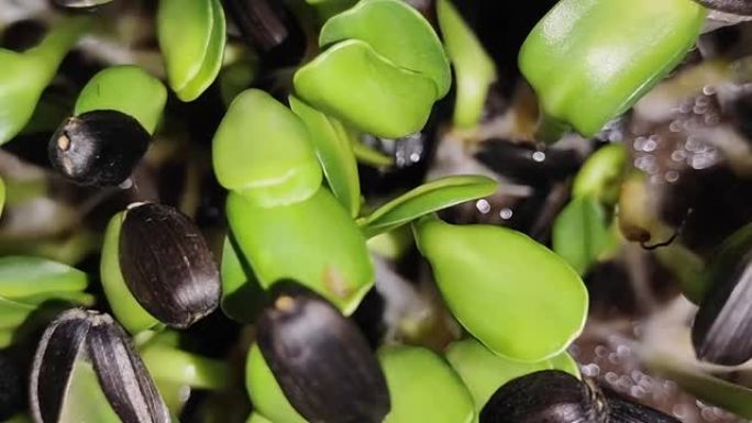 延时微绿种子栽培葵花籽健康食品