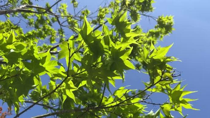 枫树的新生长树枝，绿枫叶和红枫叶在蓝天下摇曳，微风吹过树梢