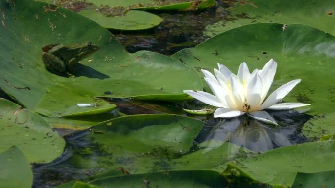 池塘表面的白色睡莲。
