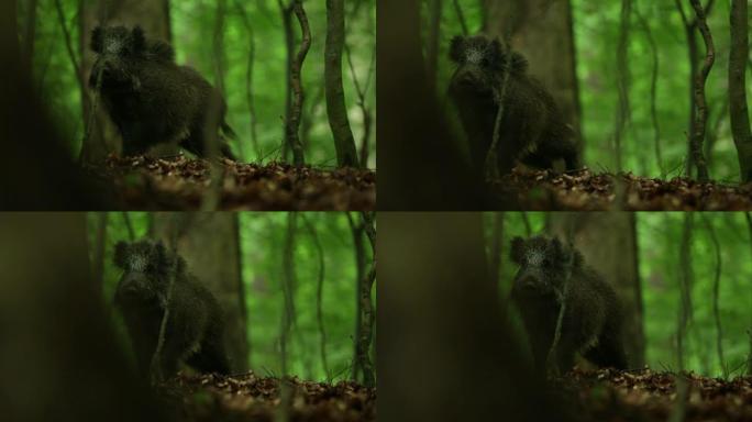 野猪 (Sus scrofa) 在森林地面上觅食