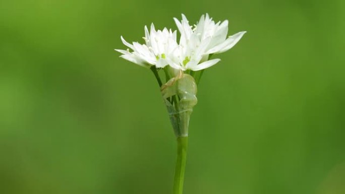 野蒜白花，葱属