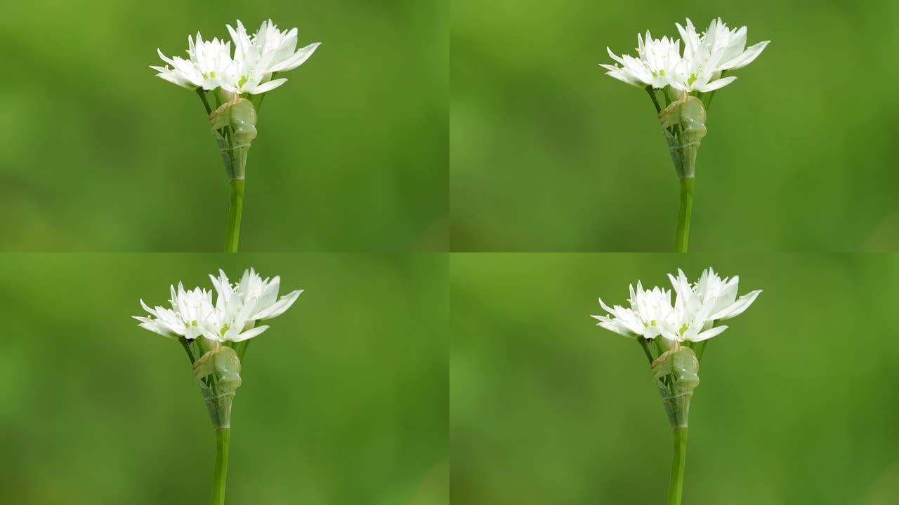 野蒜白花，葱属