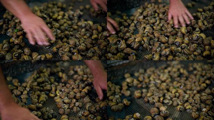 男性双手在室内散布带壳的鼻涕虫离开。无法识别的高加索年轻人农民在农场种植可食用的蜗牛。