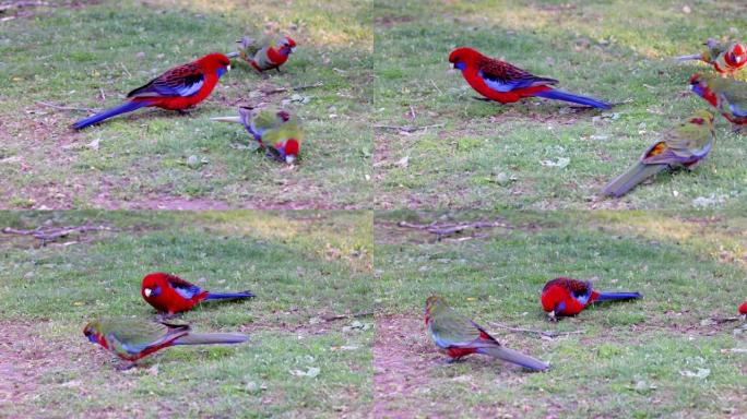 一群深红色的rosella鹦鹉在公园的地面上觅食