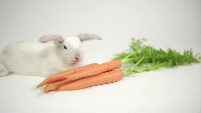 胡萝卜兔子