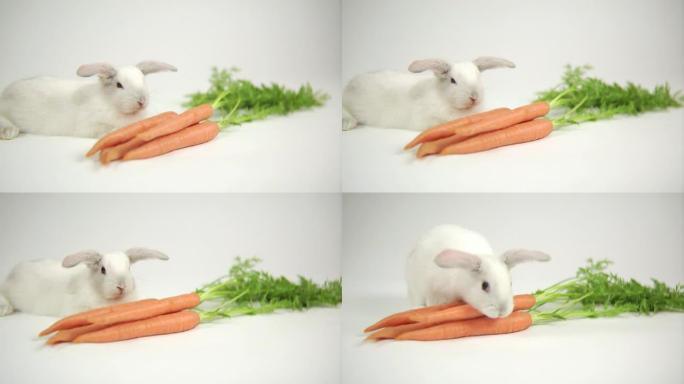 胡萝卜兔子