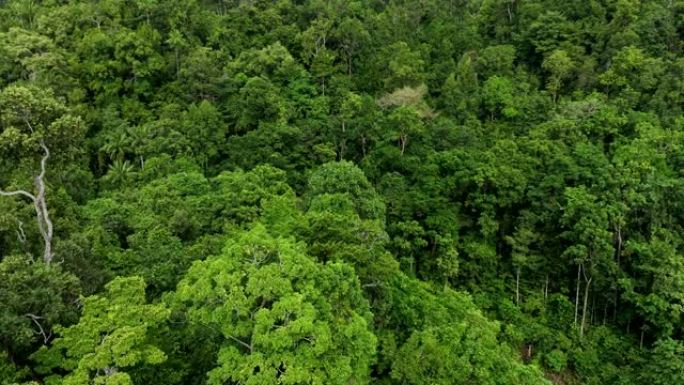 在热带岛屿上拍摄树木的空中无人机