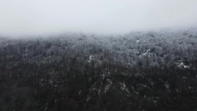 雪雾森林景观