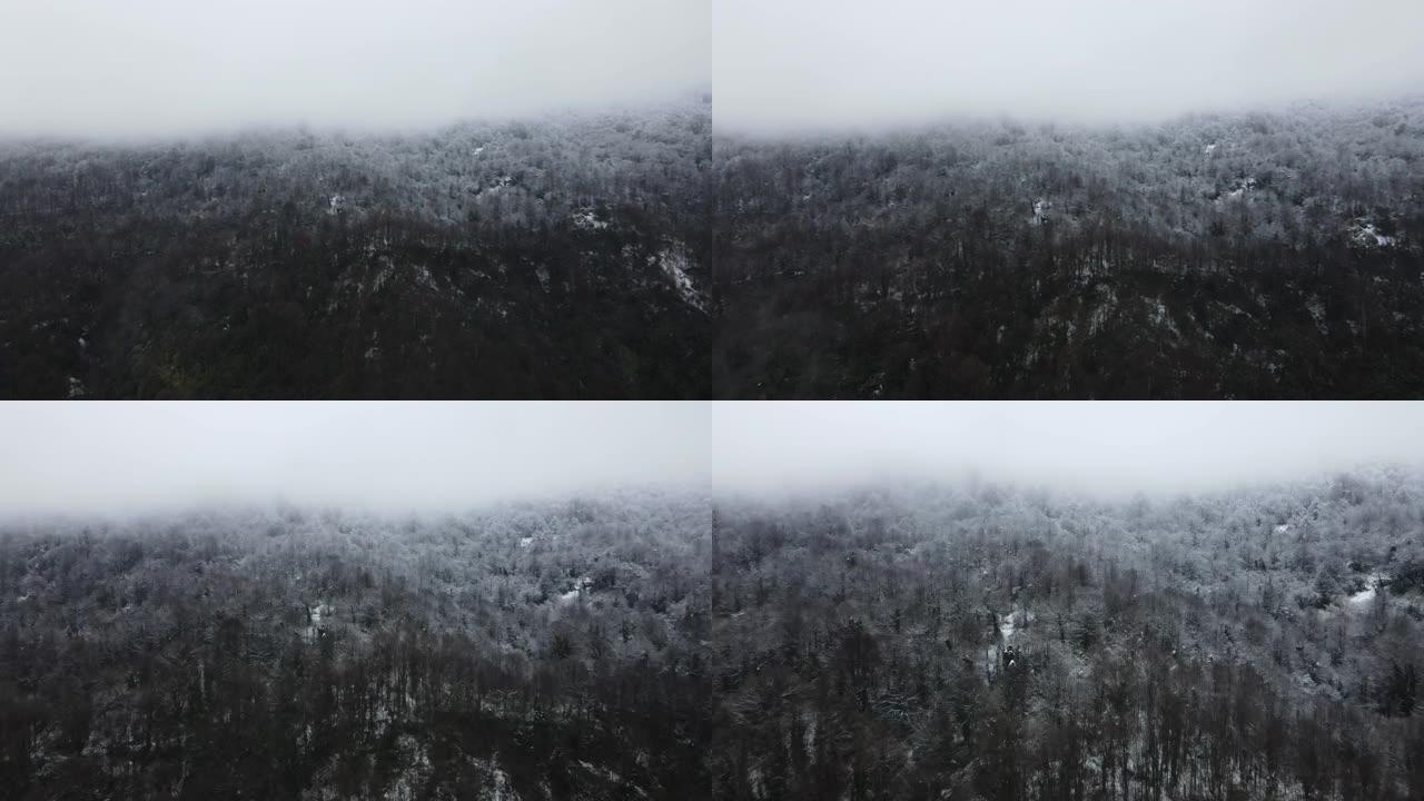 雪雾森林景观