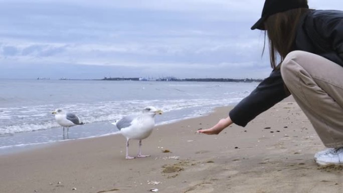 一只海鸥沿着海边散步。在大海的背景上喂食海鸥。海鸥用手吃鸟食。