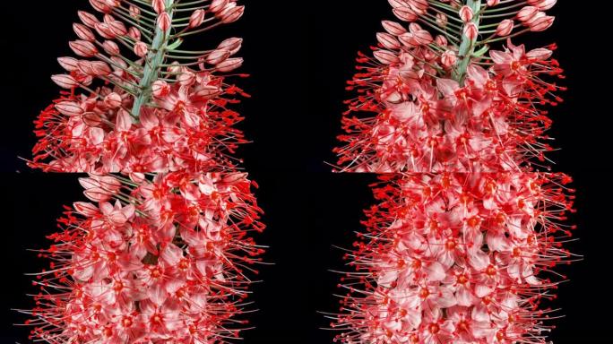 黑色背景上的红色花朵在时间流逝中绽放。狐尾百合或蛇尾百合。颜色2023年-万岁洋红色。花的自然循环