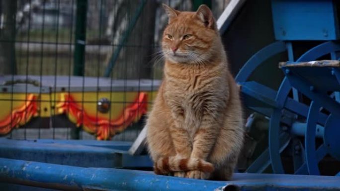 无家可归的红猫饿着肚子坐在街上