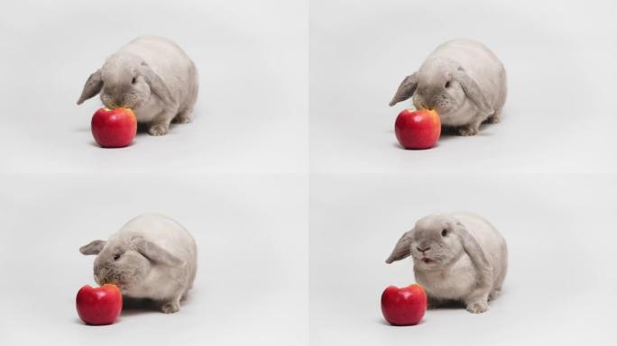 兔子以慢动作吃苹果。灰色垂耳兔。