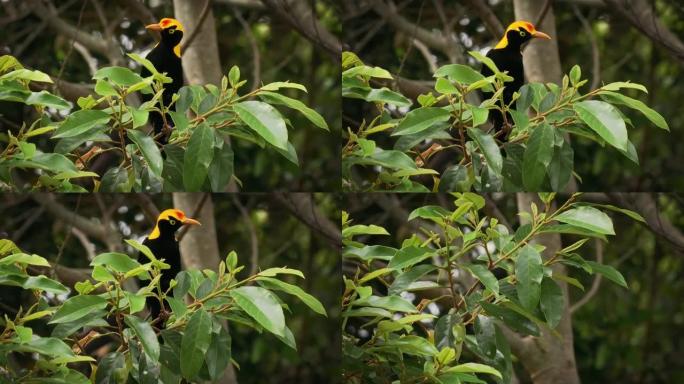 Regent Bowerbird - Sericulus chrysocephalus中型性双态鸟，