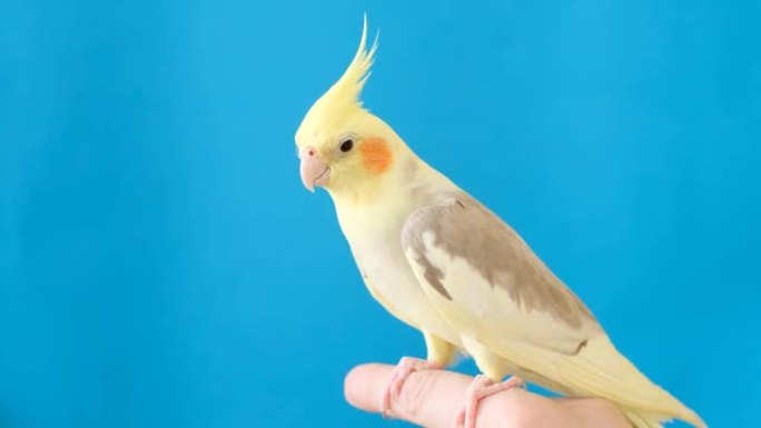 一只迷人的鹦鹉坐在手指上，信任地看着镜头，享受着联系的时刻