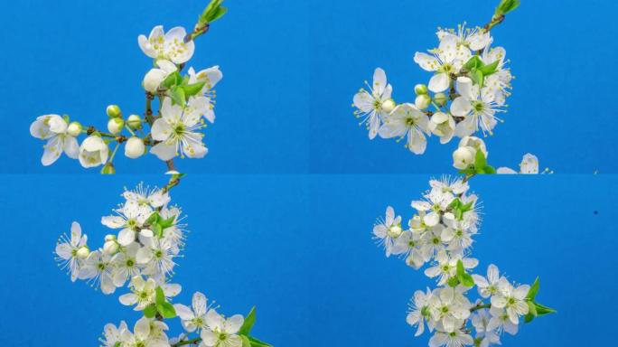在蓝色背景下以horisontal格式盛开的野生梅花。春季野生梅花开花缩小。