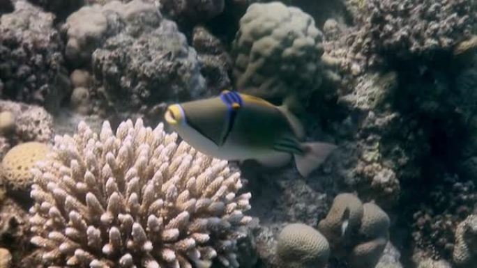 特写鱼彩绘触发鱼波状Balistapus水下珊瑚礁。