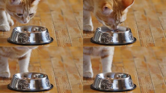 美丽的姜猫走到闪亮的食物碗前，闻了闻食物。一只红猫的特写镜头，一个不锈钢猫碗站在木制姜地板上