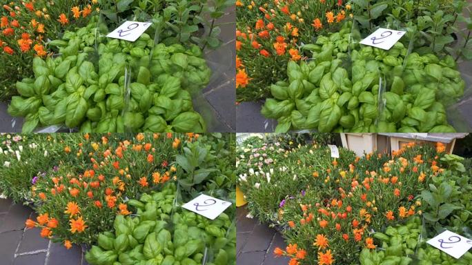花卉温室以实惠的价格出售用于花坛和草坪的植物