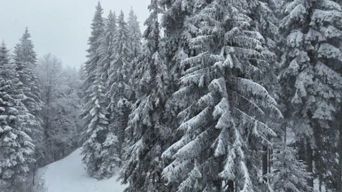 空中俯视无人机拍摄了斯洛伐克塔特拉山脉积雪覆盖的松树和云杉森林。自然与生态概念形象中的美。
