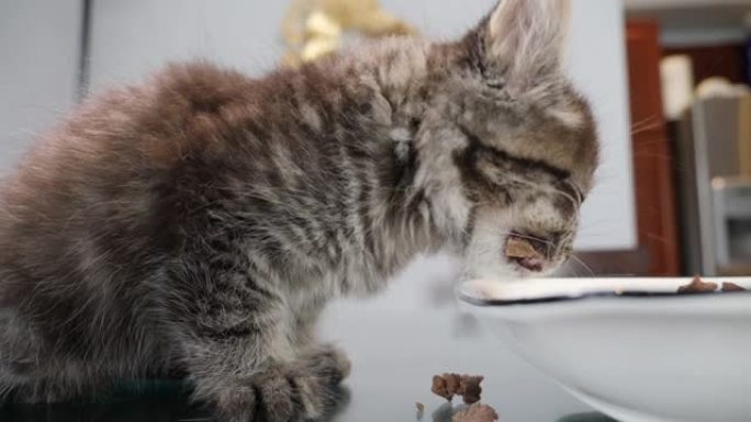 小maincoon猫小猫虎斑猫饥饿地吃着食物吞咽