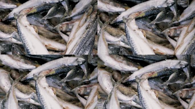 新鲜的生三文鱼、鲟鱼、多拉多鱼和海鲈鱼放在鱼市的柜台上，配上冰块。海鲜店的开放式货架。特写镜头。