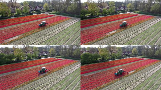 荷兰利斯的拖拉机浇灌红色郁金香