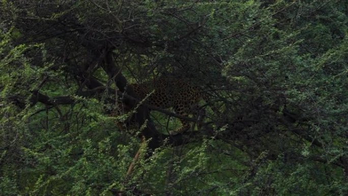 豹子在印度森林的树枝上行走