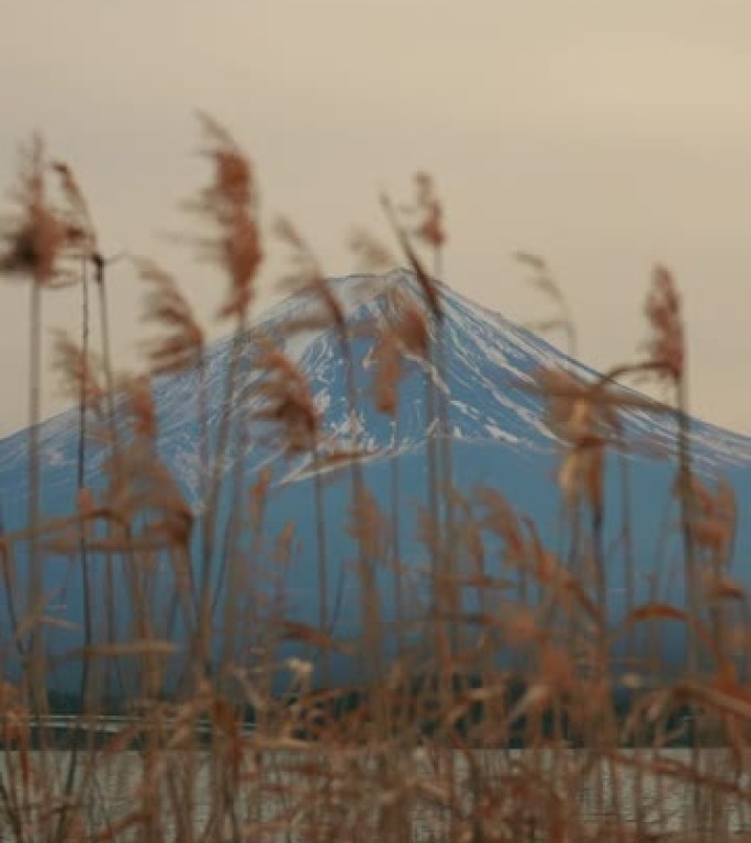 草地和富士山大自然美景秀美山水