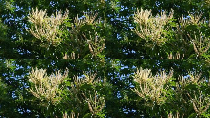 夏季，栗子树枝在风中开花并摇摆。托斯卡纳亚平宁山脉上的栗子森林 (Castanea Sativa)。