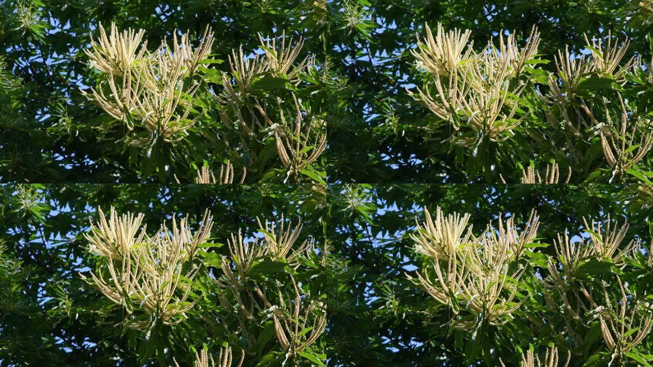夏季，栗子树枝在风中开花并摇摆。托斯卡纳亚平宁山脉上的栗子森林 (Castanea Sativa)。