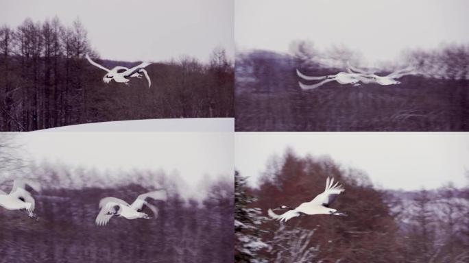 两只丹顶鹤在树林前飞舞。