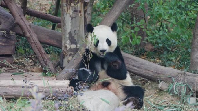 大熊猫吃竹叶，中国