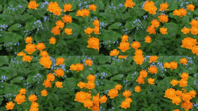 盛开的橙色金莲花花在叶子之间，有蓝色的小花，特写镜头。软聚焦。