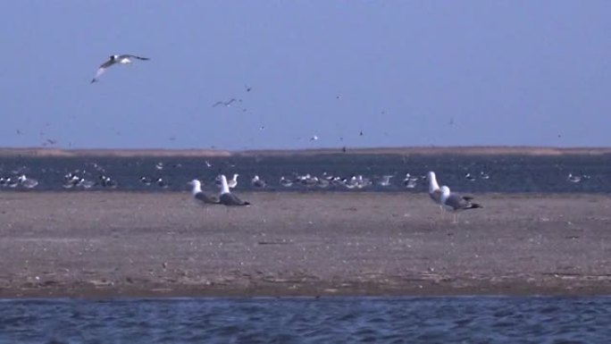 一群海鸥。