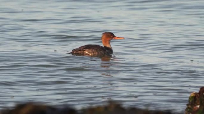 一只雌性红胸秋沙鸭 (Mergus serrator) 在海上游泳潜水