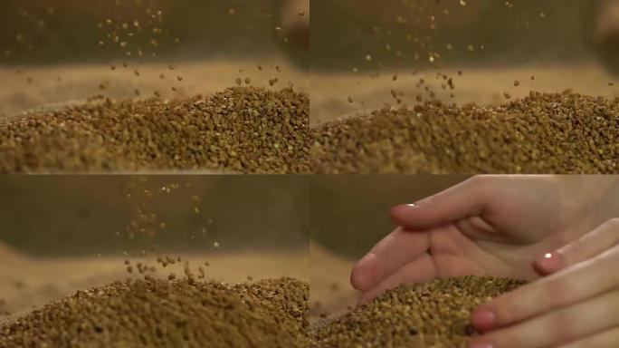 荞麦谷物在女农民手中，妇女展示生态产品