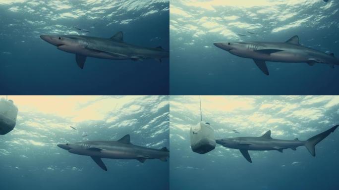 在带有光反射的鲨鱼探险中，大型蓝鲨在诱饵旁边游泳