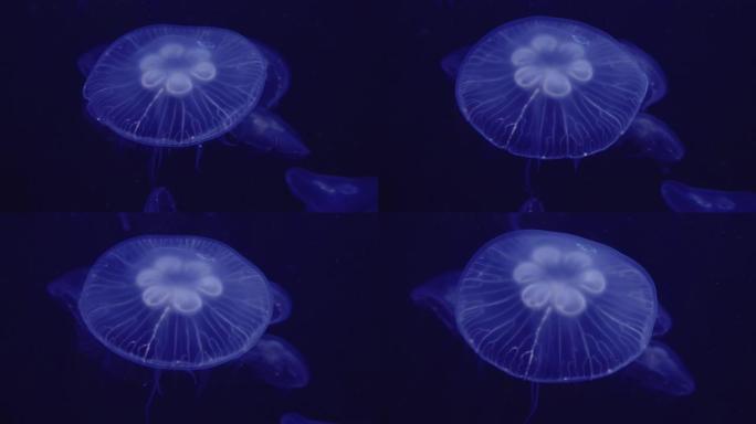 慢动作4k分辨率大量美丽的水母在玻璃水箱水族馆的多彩色发光二极管灯中。