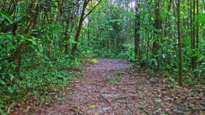 雨林亚马逊丛林4K HDR-电影运动