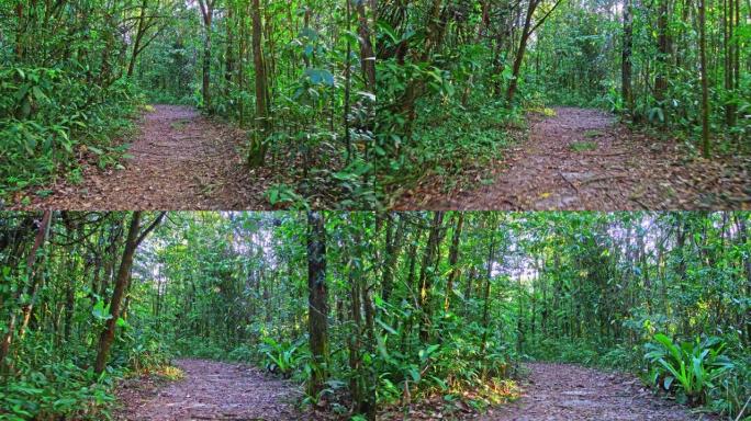 雨林亚马逊丛林4K HDR-电影运动