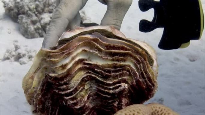 人类的手触摸红海水下的Tridacna蛤。