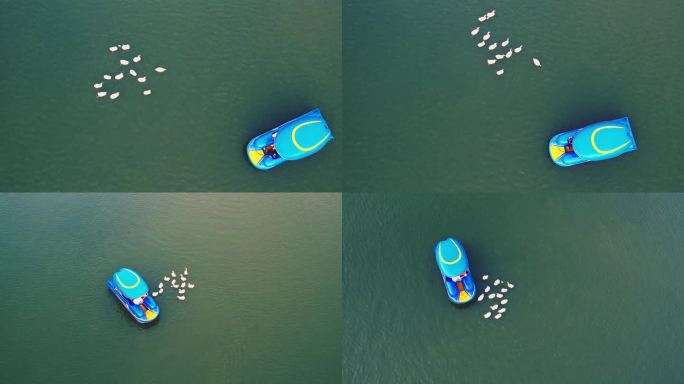 湖面游船与鹅群丨4K丨原创实拍