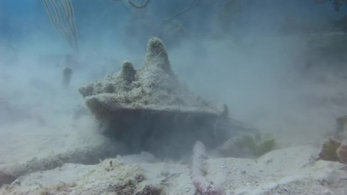 沙底的螃蟹在水下特写。