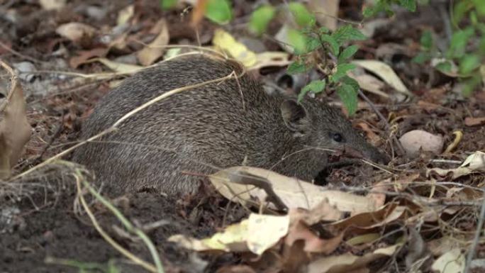 Southern brown bandicoot-isoodonobeculus是在澳大利亚发现的短