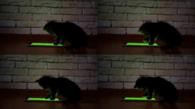 晚上一只黑色的小猫正在玩屏幕平板电脑。玩得开心，在屏幕上跳跃