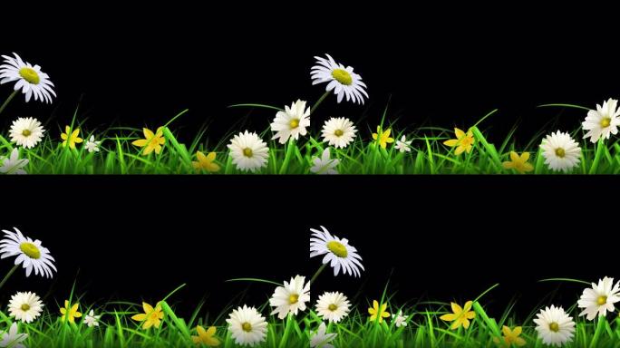 美丽的花草透明背景的循环动画，带有alpha通道。