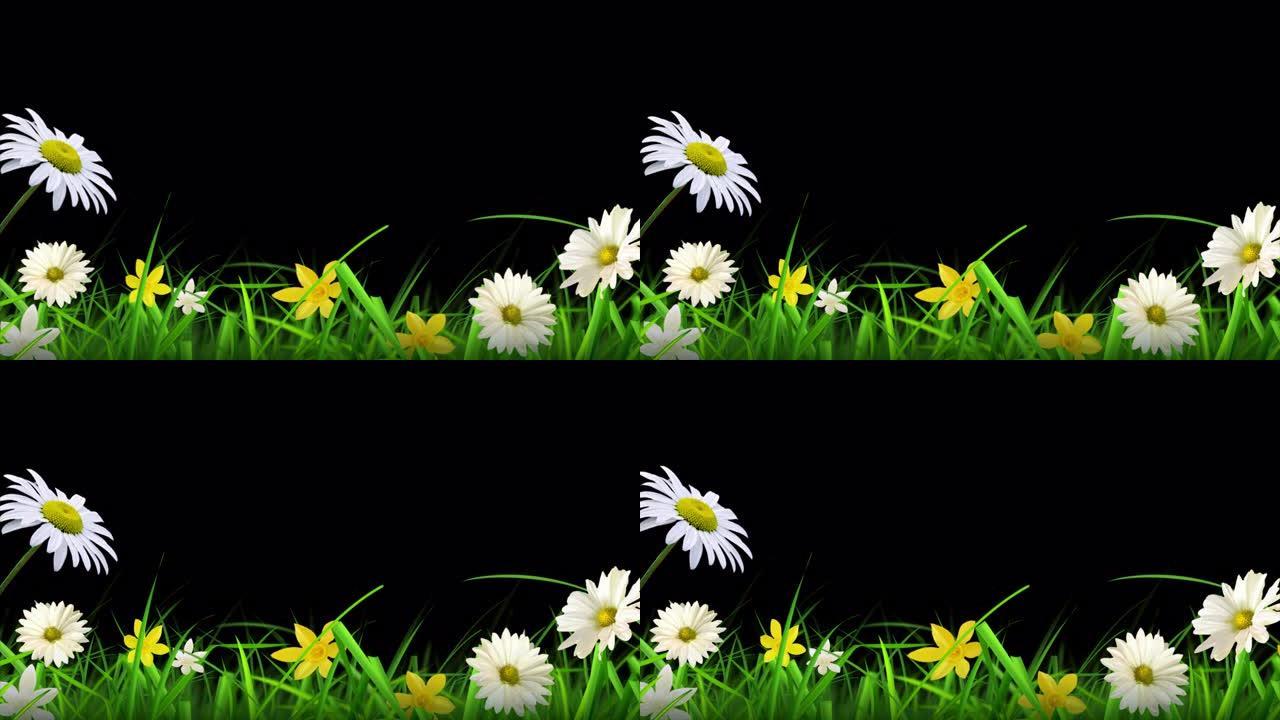 美丽的花草透明背景的循环动画，带有alpha通道。