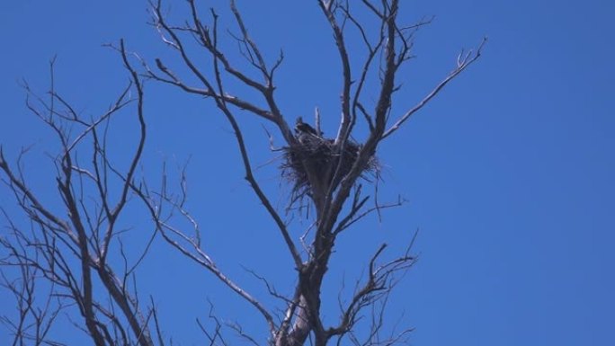 孤独的鸟，在湛蓝的天空下，栖息在孤独光秃秃的老树上。
