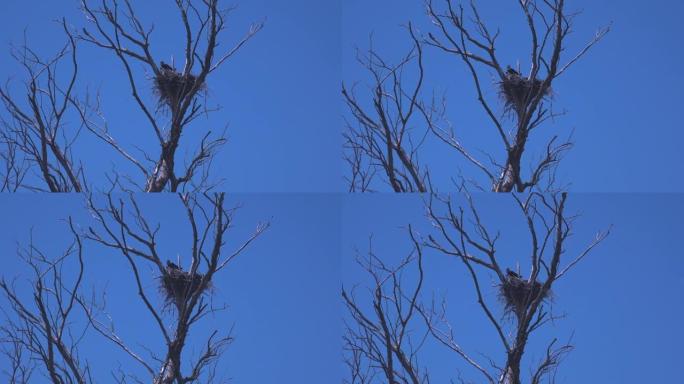孤独的鸟，在湛蓝的天空下，栖息在孤独光秃秃的老树上。